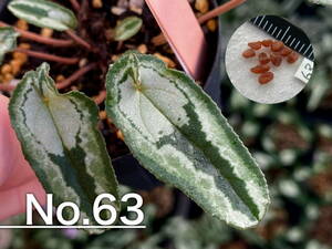 【種子】No.63 (最終出品) 原種シクラメン C. hederifolium １０粒