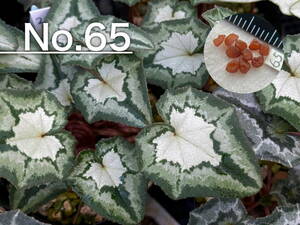 【種子】No.65 (最終出品) 原種シクラメン C. hederifolium １０粒