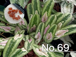 【種子】No.69 (最終出品) 原種シクラメン C. hederifolium １０粒
