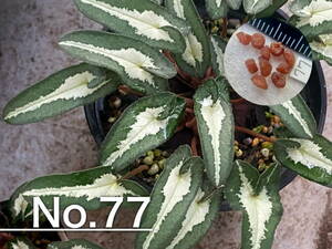 【種子】No.77 (最終出品) 原種シクラメン C. hederifolium １０粒
