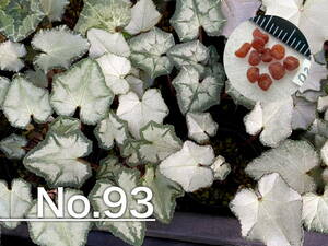 【種子】No.93 (最終出品) 原種シクラメン C. hederifolium subsp. crassifolium Leonidi formよりmix １０粒