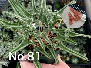 【種子】No.81 (最終出品) 原種シクラメン C. hederifolium １０粒