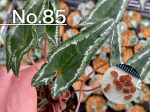 【種子】No.85 (最終出品) 原種シクラメン C. hederifolium １０粒