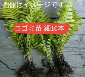 天然 こごみ 苗 無農薬 北海道産 クサソテツ 山菜