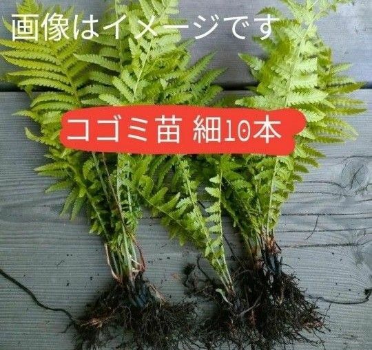 天然 こごみ 苗 クサソテツ 北海道産 無農薬 10株