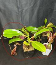NO.2 （食虫植物）Nepenthes lowii Kinabalu ネペンテス　ローウィ　キナバル産　ウツボカズラ　_画像5
