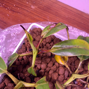 NO.4 （食虫植物）Nepenthes villosa ウツボカズラ ネペンテス 四苗まとめの画像5