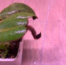 NO.4 Nepenthes villosa 食虫植物 ウツボカズラ ネペンテス_画像3