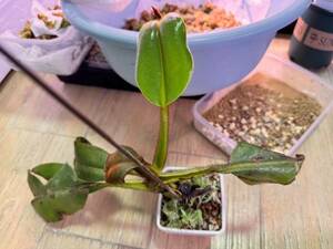 NO.1 （食虫植物）Nepenthes villosa ウツボカズラ ネペンテス
