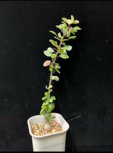  NO.4「Fouquieria purpusii フォークイエリア　プルプシー　実生苗 塊根植物