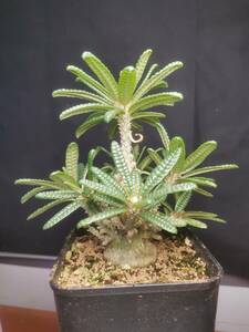  NO.5「塊根植物」ドルステニア ギガス ブラータ 美株・Dorstenia gigas f. bullata