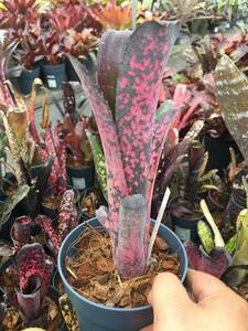  NO.1 Billbergia 'Kolan Shark Bite' ビルベルギア ブロメリア