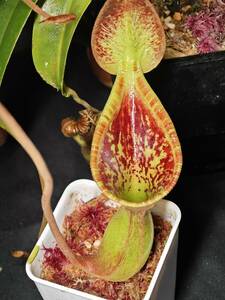 NO.2 （食虫植物）Nepenthes lowii Kinabalu ネペンテス　ローウィ　キナバル産　ウツボカズラ　