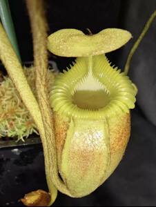 NO.1 （食虫植物）Nepenthes villosa 大株　成株 ウツボカズラ ネペンテス ビロサ