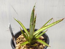  'Agave leopoldii 滝の白糸'【 送料無料】_画像3