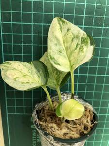 [ rare ] pothos glow bar ( departure root & new . equipped )