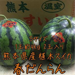 熊本県産 植木すいか Sサイズ 2玉セット♪♪