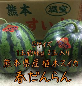 熊本県産 植木すいか Sサイズ 2玉セット♪♪