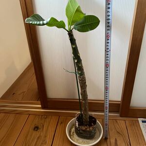 プルメリア挿し木用枝⑧