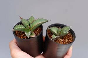 【2株セット】アガベ オテロイ実生株② Agave oteroi