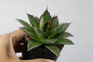 アガベ ホリダ③ Agave horrida