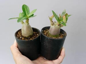 【2株セット】アデニウム アラビカム YLB Adenium arabicum Yak Lop Buri 実生株