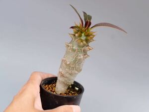 パキポディウム バロニー実生株② Pachypodium baronii