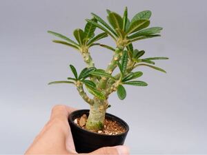 ドルステニア ギガス　Dorstenia gigas