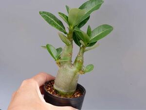 アデニウム アラビカム YLB Adenium arabicum Yak Lop Buri 実生株