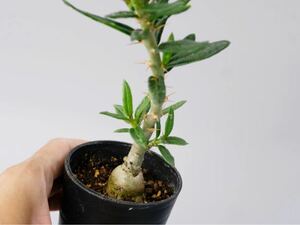 パキポディウム ビスピノーサム 実生株① pachypodium 