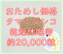 ★おためし価格★タマミジンコ 乾燥休眠卵 約20000粒 1カプセル (約0.08g) _画像1