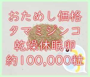 ★おためし価格★タマミジンコ 乾燥休眠卵 約100000粒 5カプセル (約0.4g) 