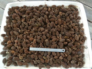 * cocos nucifera .bsi. real large amount 600 piece bla quarter making .aruda-si-do water quality adjustment 