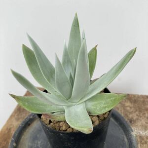 [dado редкость ]Dudleya brittonii. женщина чашечка для сакэ dadoreya...... белый dado редкость 