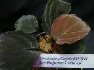 Homalomena sp "Sunshine BNN" BNN from sibolga timur 【AZ0817-3】 ホマロメナ AZ便