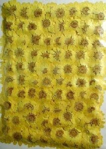  business use pressed flower mruchiko-re high capacity 500 sheets dry flower deco resin . seal 