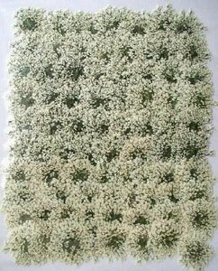  для бизнеса засушенный цветок гонки цветок белый большая вместимость 500 листов сухой цветок декоративный элемент resin . печать 