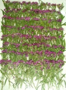  для бизнеса засушенный цветок бурачок фиолетовый окраска большая вместимость 500 листов сухой цветок декоративный элемент resin . печать 