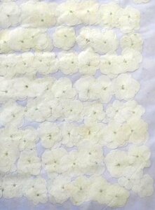  business use pressed flower hydrangea ivory dyeing high capacity 500 sheets dry flower deco resin . seal 