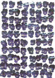  business use pressed flower viola blue high capacity 500 sheets dry flower deco resin . seal 