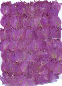  для бизнеса засушенный цветок материалы b-gembi редкость большая вместимость 500 листов сухой цветок декоративный элемент resin . печать 
