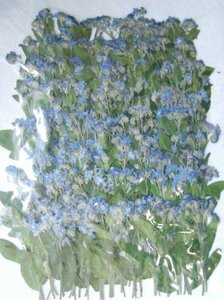  business use pressed flower myosotis leaf attaching 300 pcs insertion . high capacity 300 sheets dry flower deco resin . seal 