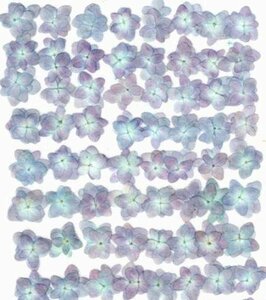  business use pressed flower hydrangea blue ( nature color ) high capacity 500 sheets dry flower deco resin . seal 