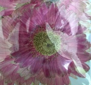  для бизнеса засушенный цветок материалы гербера розовый 50 колесо входить большая вместимость 50 листов сухой цветок декоративный элемент resin . печать 