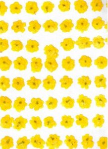  business use pressed flower verbena yellow color .500 wheel high capacity 500 sheets dry flower deco resin . seal 
