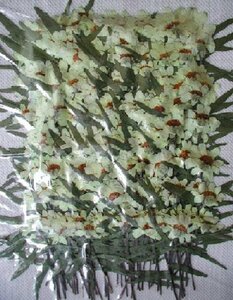  для бизнеса засушенный цветок jinia белый лист имеется большая вместимость 500 листов сухой цветок декоративный элемент resin . печать 