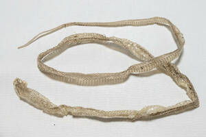 蛇の抜け殻(アオダイショウ)　綺麗な一本脱ぎ　全長110cm