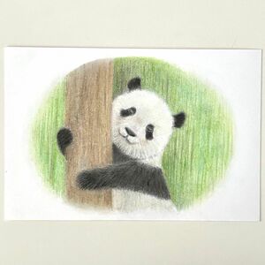 色鉛筆画　パンダ　子パンダ　ハガキサイズ