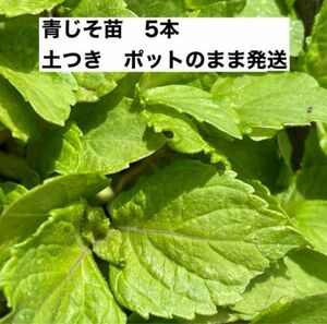 無農薬 大葉苗 ５本 青じその苗 大葉 青じそ 大葉の苗 料理 苗 挿し木 野菜