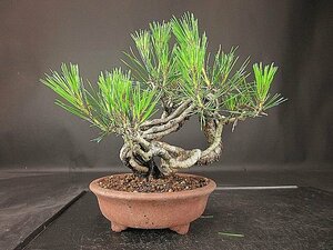 [ bonsai . shop ]* red pine ( red matsu) BB87 shohin bonsai *5/17